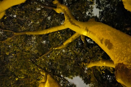 Slađana Bukovac: Smrt&nbsp;drveta