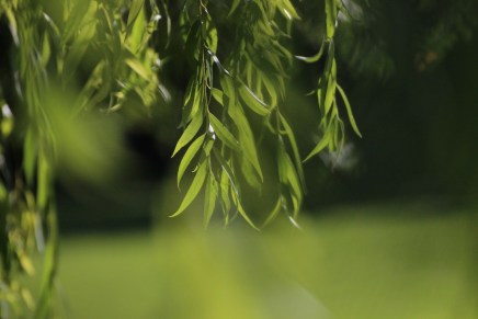 Davor Šalat: SVADBA LIVADE I&nbsp;PREDGRAĐA