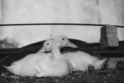 Mary Oliver: Divlje&nbsp;Guske